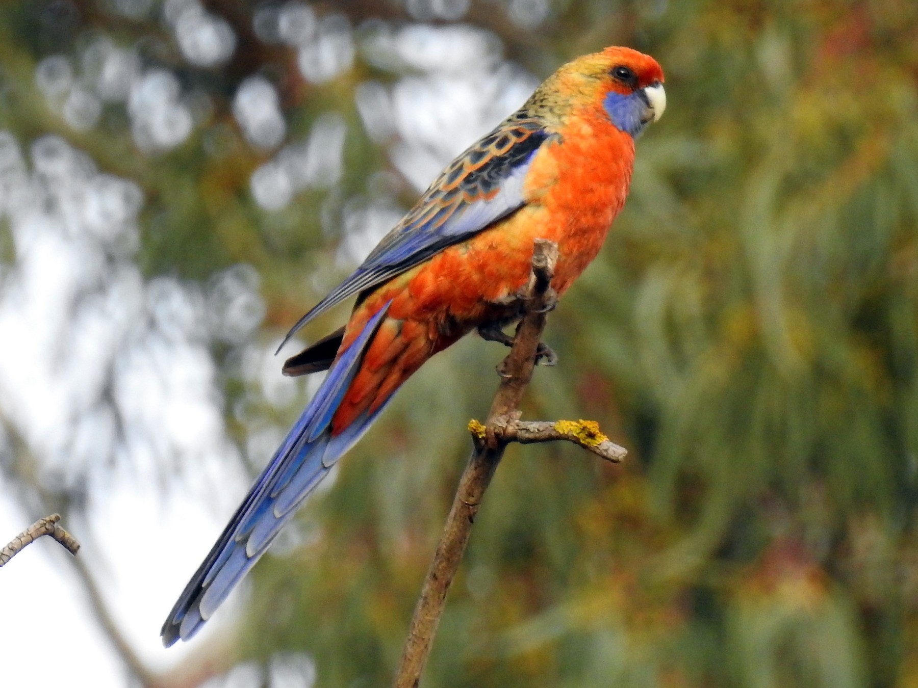 Crimson Rosella - Sue Lee