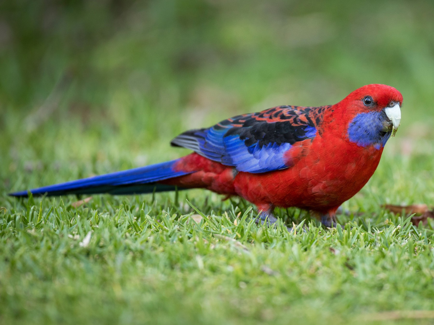 Crimson Rosella - Ian Davies