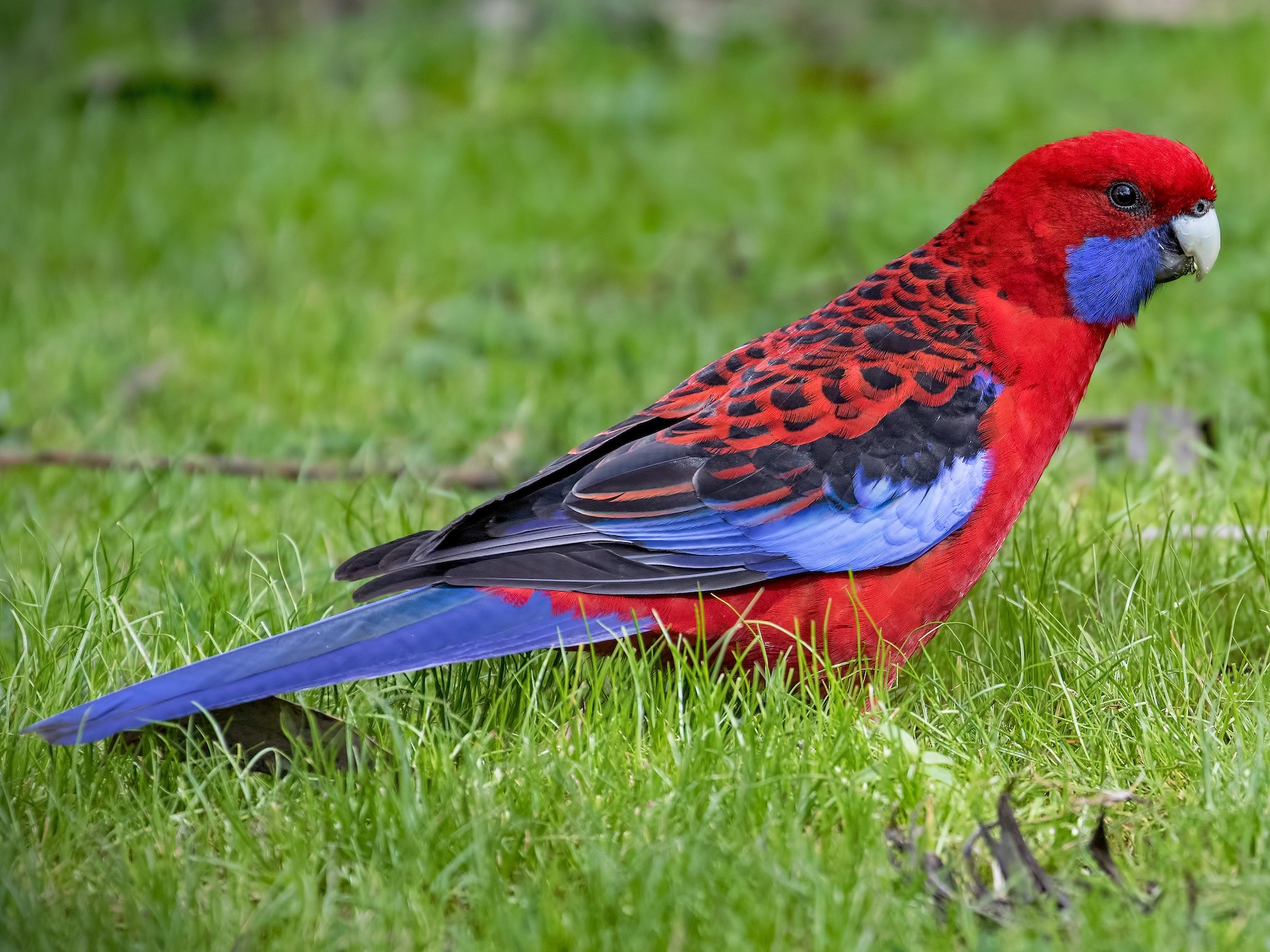 Crimson Rosella - Julie Clark