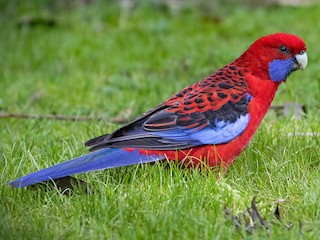  - Crimson Rosella