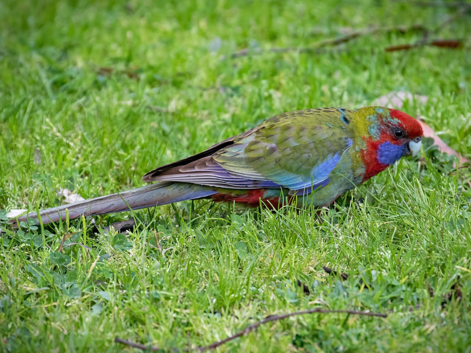 Crimson Rosella - Julie Clark