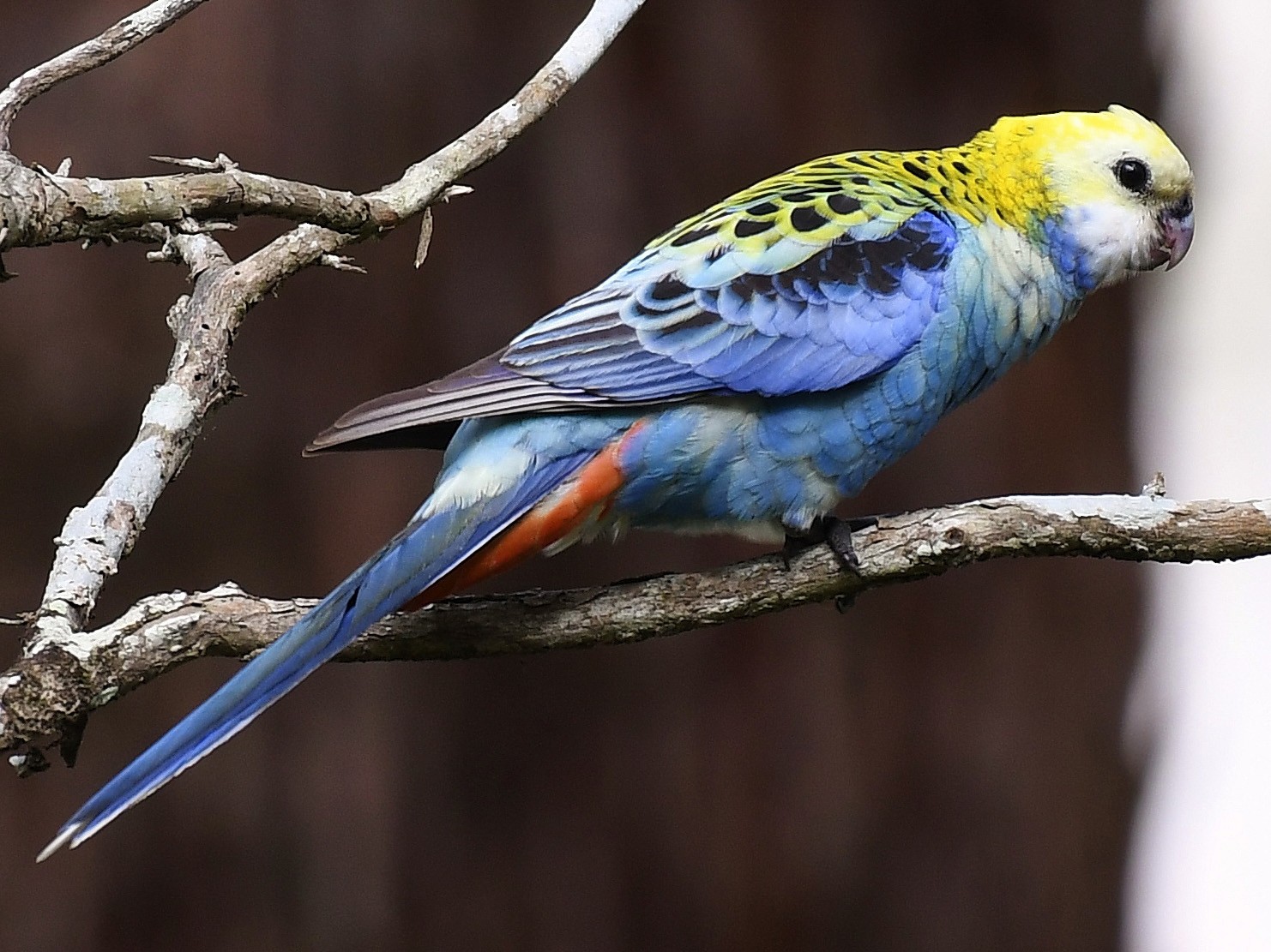 Pale-headed Rosella - Terence Alexander