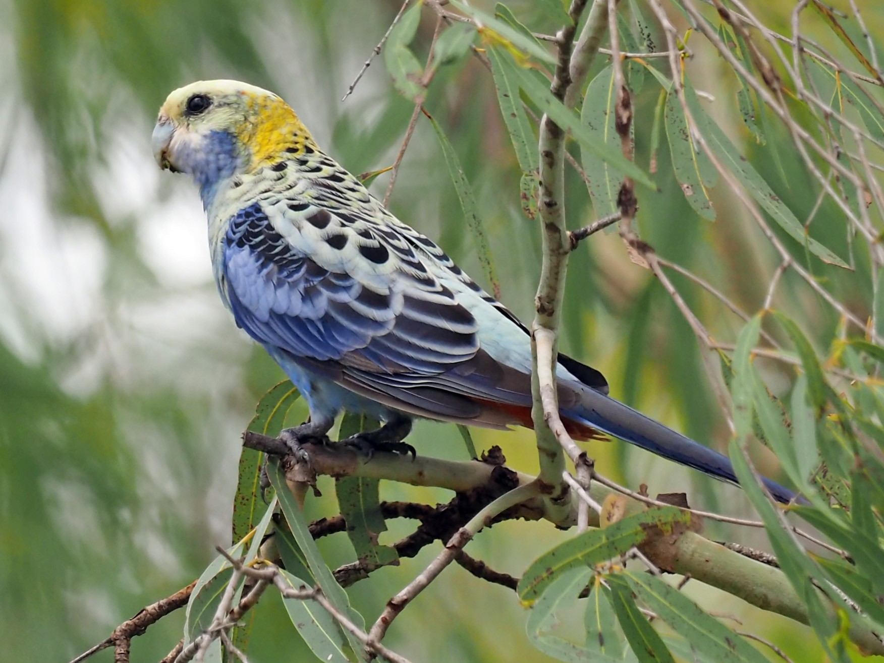 Pale-headed Rosella - Len and Chris Ezzy