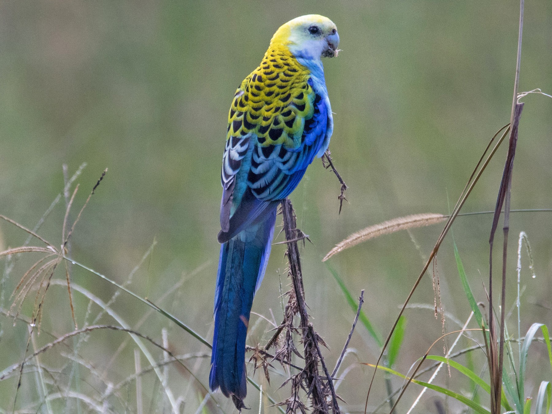 Pale-headed Rosella - Steven Pratt