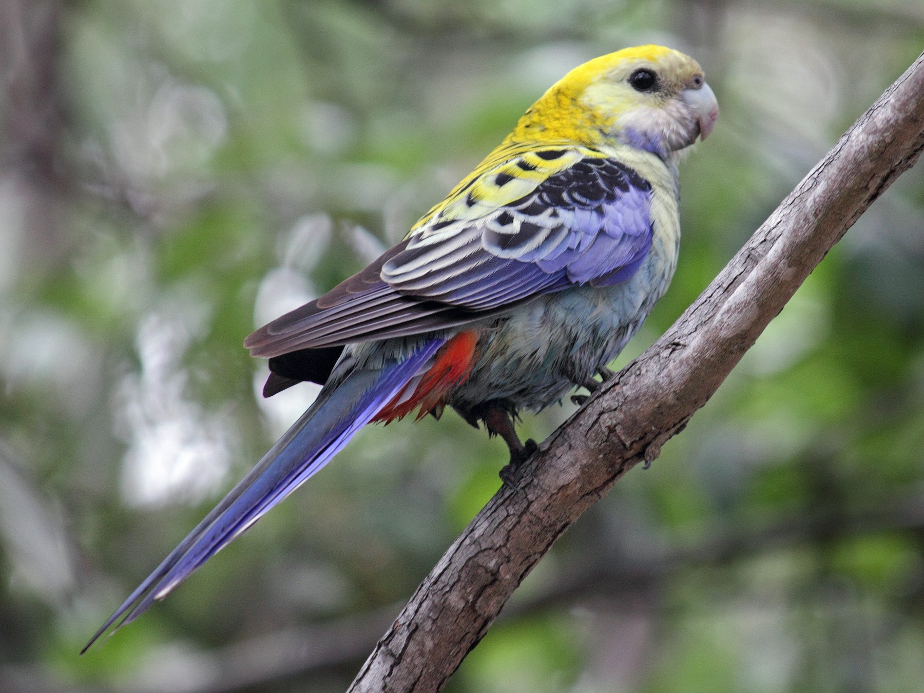 Pale-headed Rosella - Chris Attewell