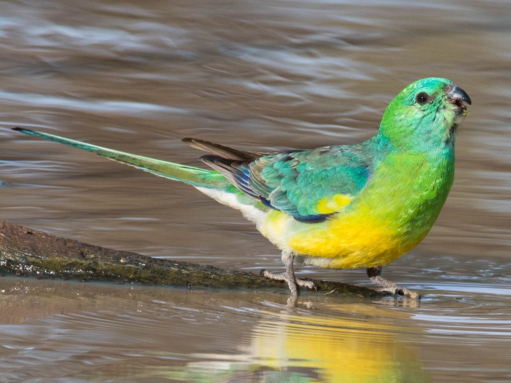 Red-rumped Parrot - Peter Taylor