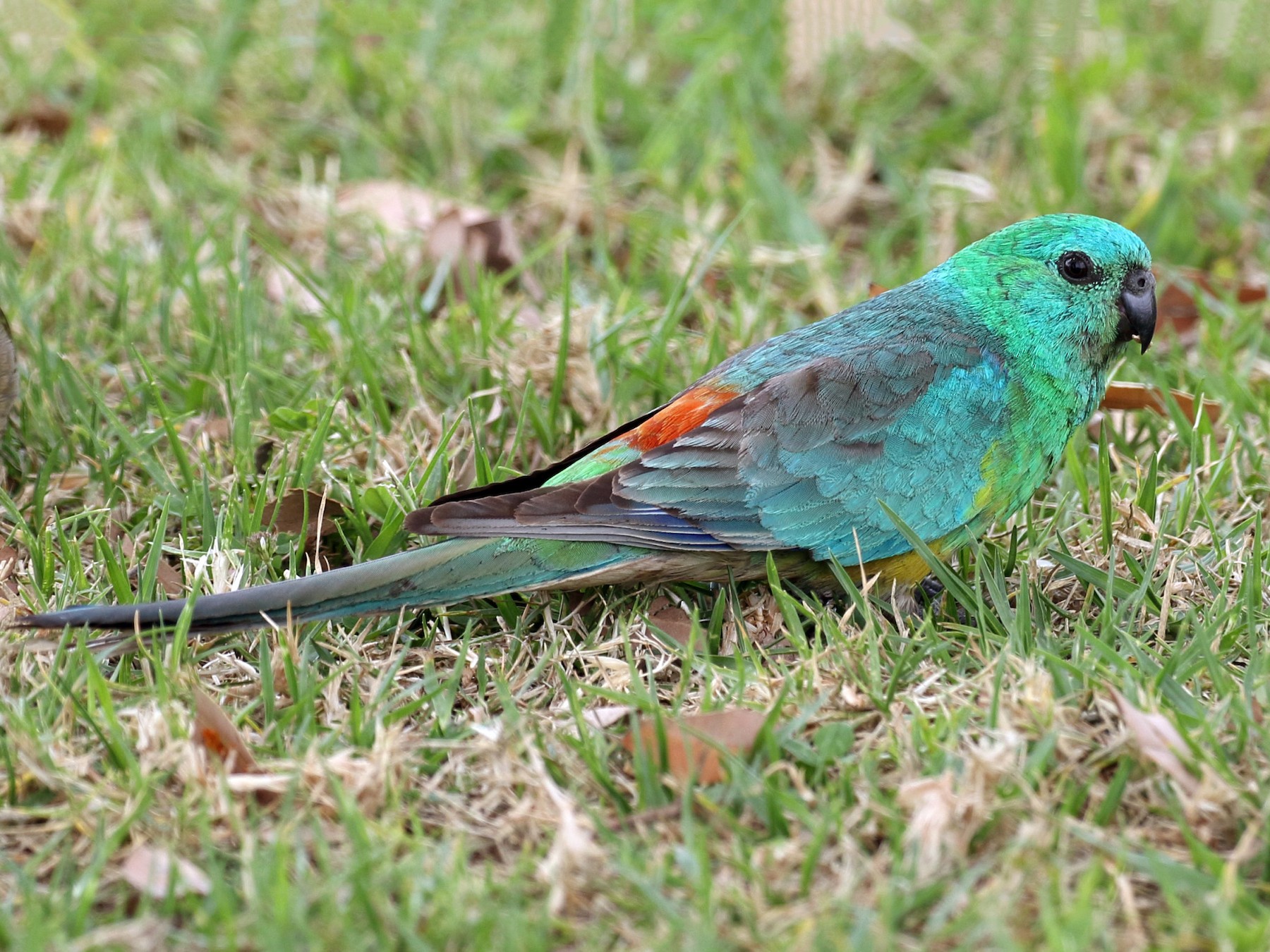 Green Red Rump Parakeet