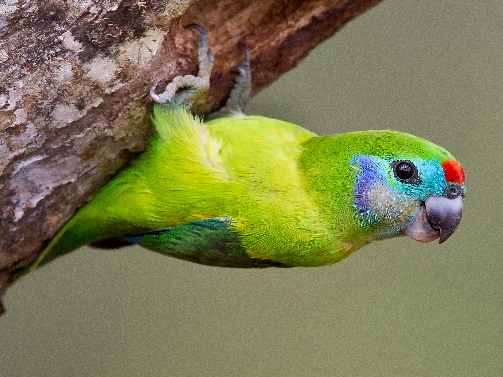 Double-eyed Fig-Parrot - eBird