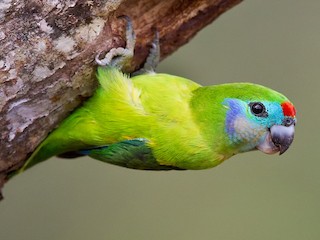  - Double-eyed Fig-Parrot