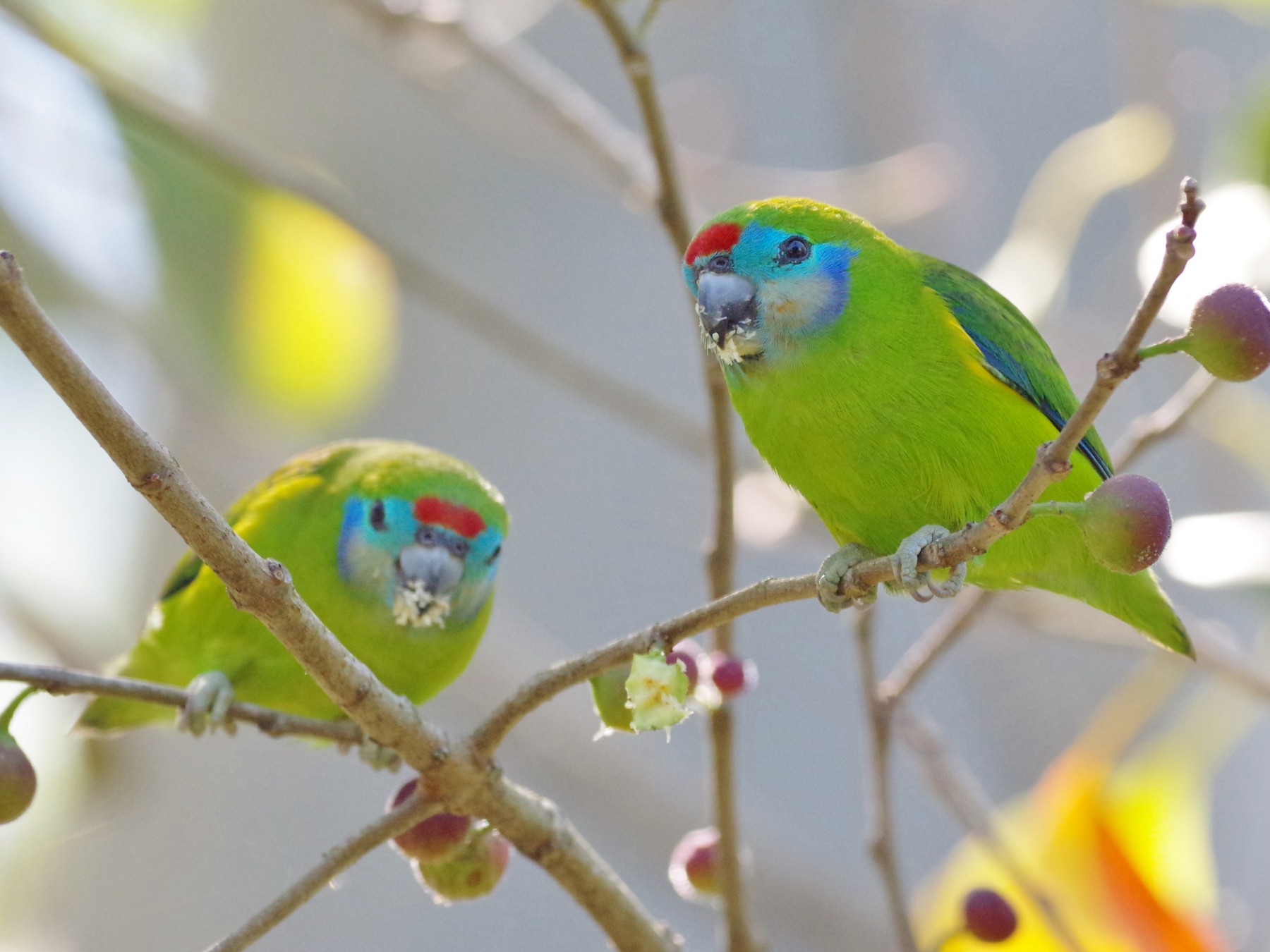 Double-eyed Fig-Parrot - Thibaud Aronson