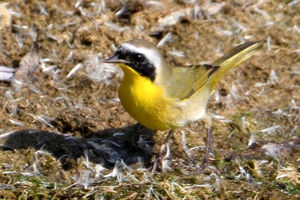 Common Yellowthroat - John Doty