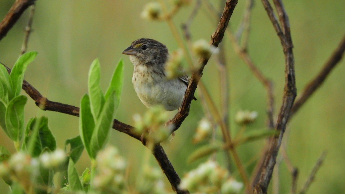 Grassland Sparrow - Jorge Muñoz García   CAQUETA BIRDING