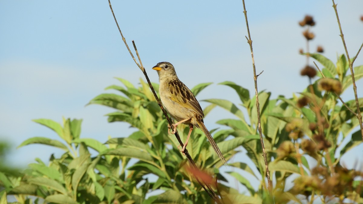 Wedge-tailed Grass-Finch - ML123358921