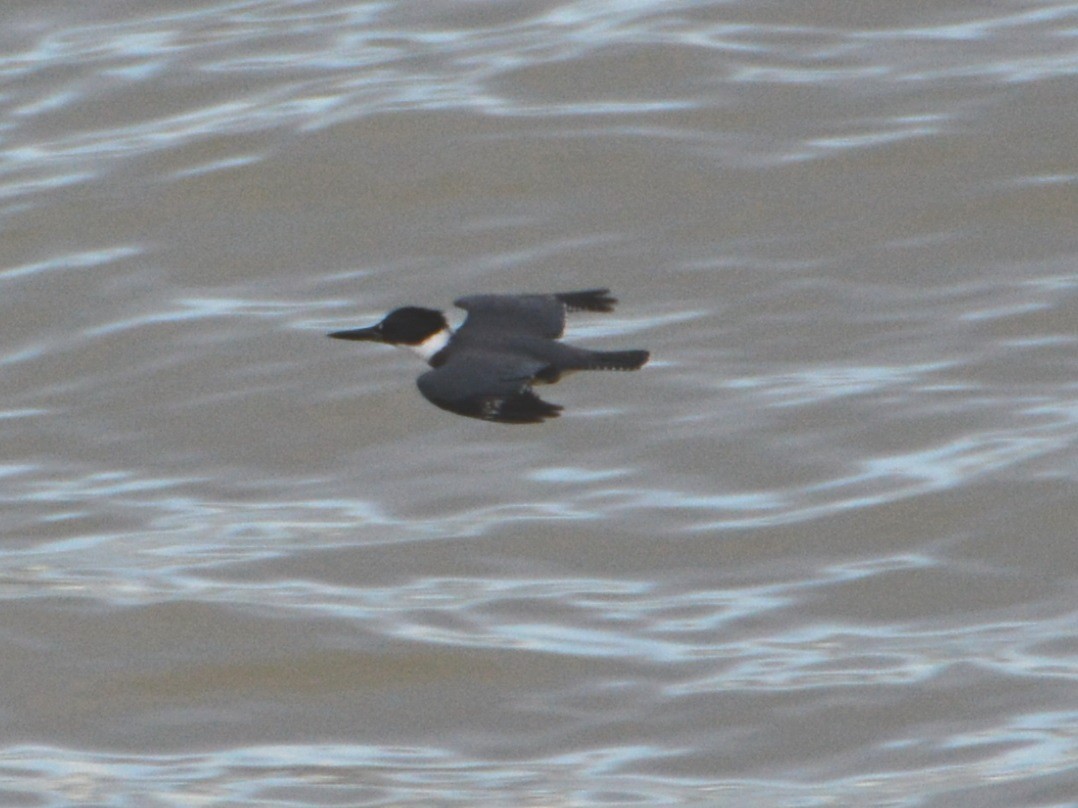 Belted Kingfisher - ML123359801