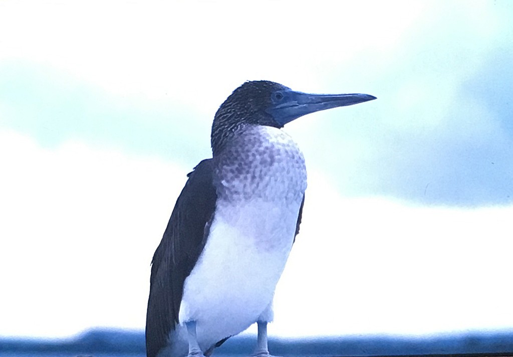 Blue-footed Booby - ML123361441
