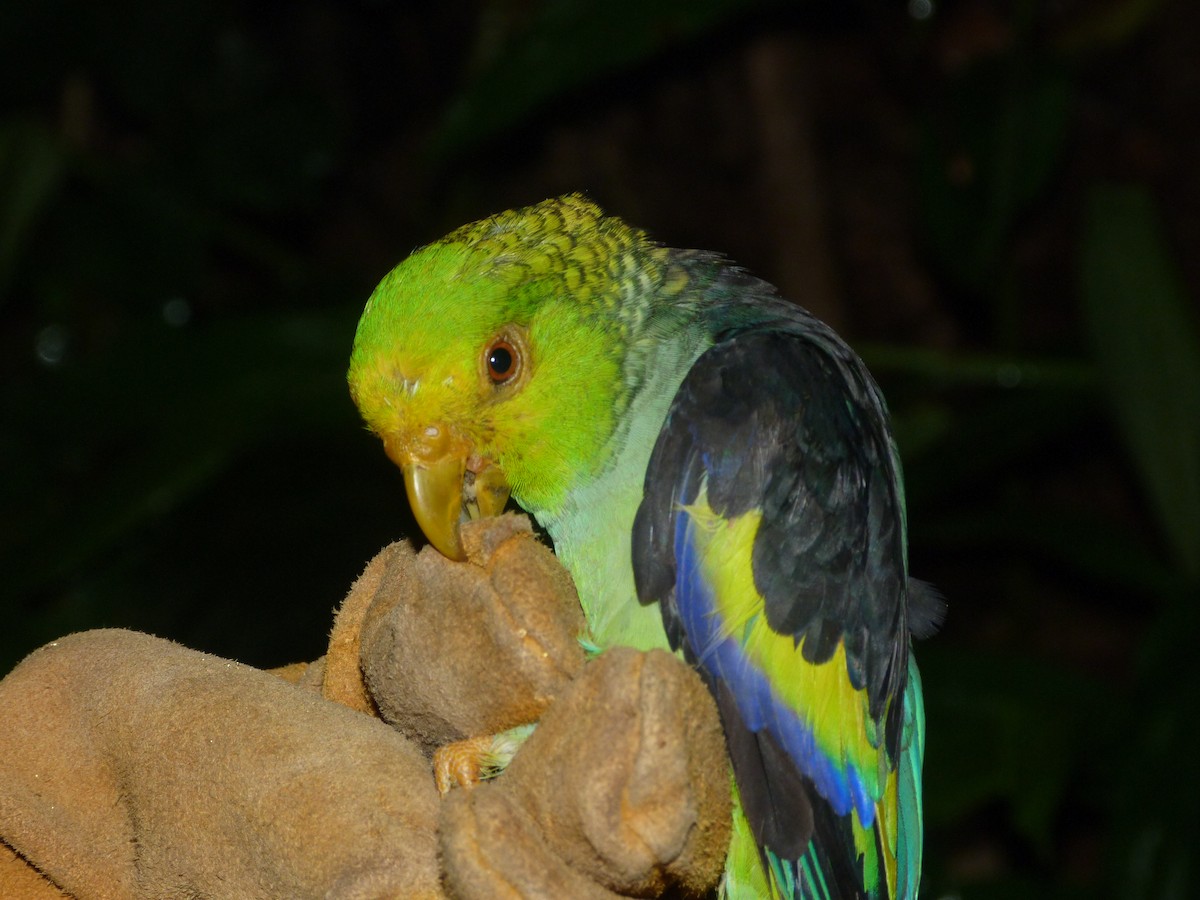 Lilac-tailed Parrotlet - ML123361901
