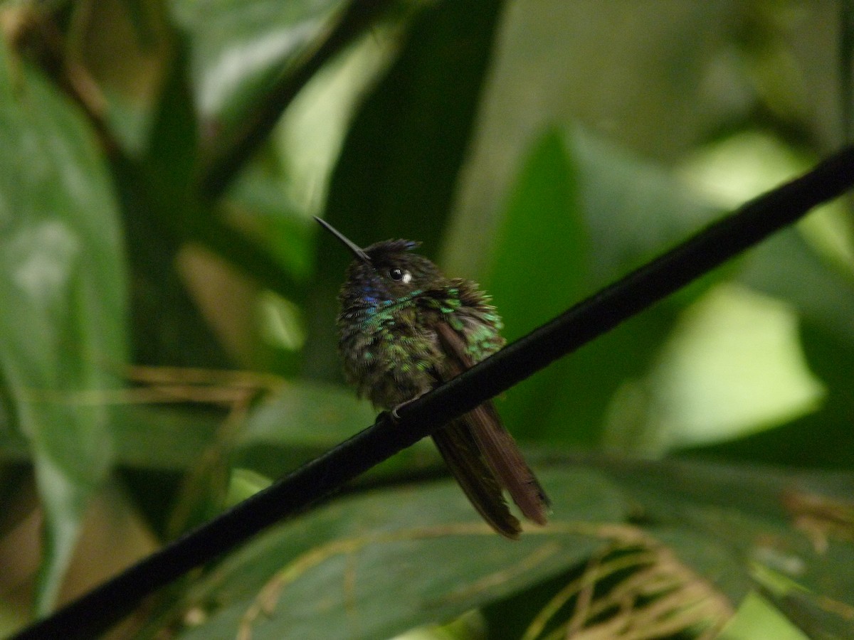 Violet-headed Hummingbird - Iván Lau