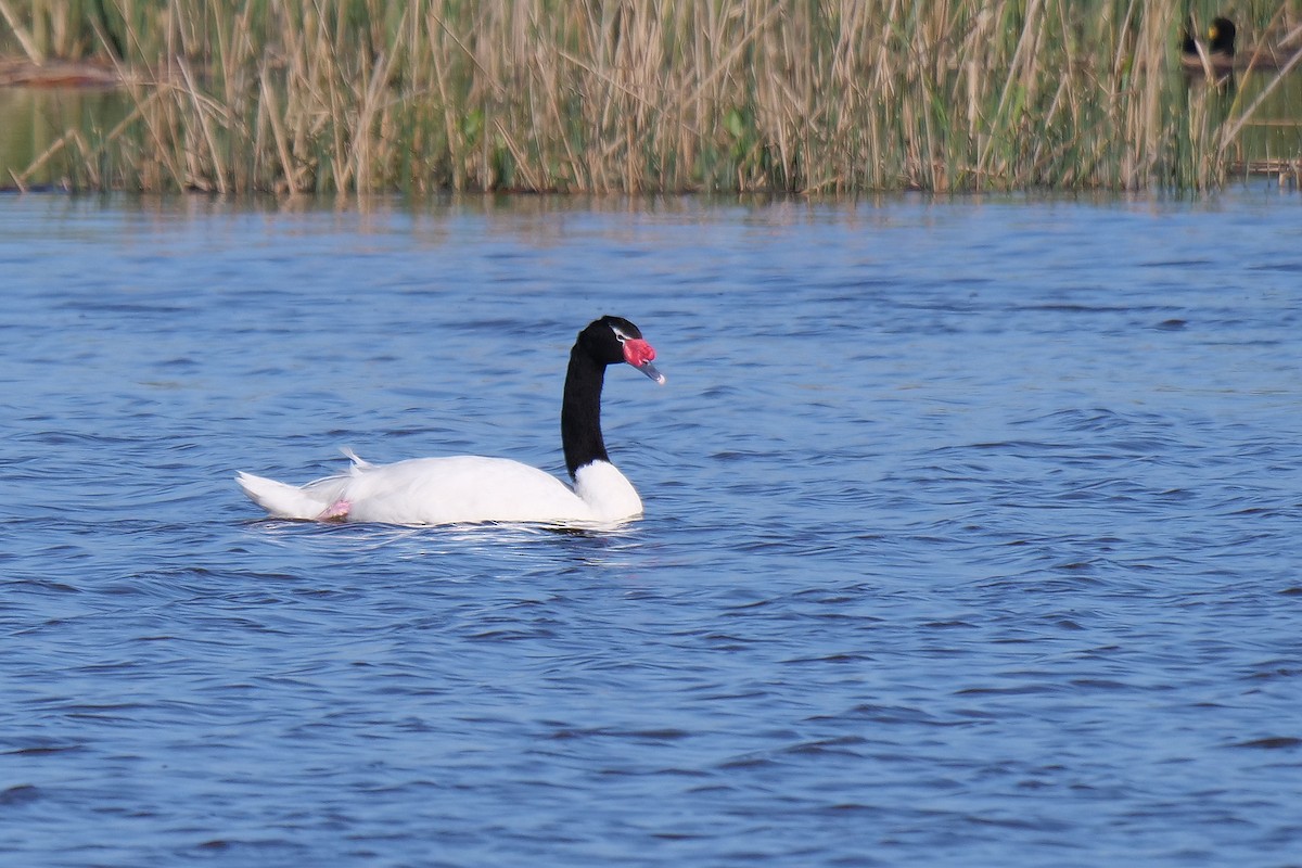 Black-necked Swan - Stu Elsom