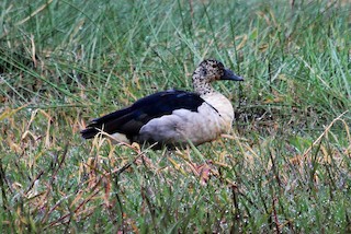 Knob-billed Duck, ML123363371