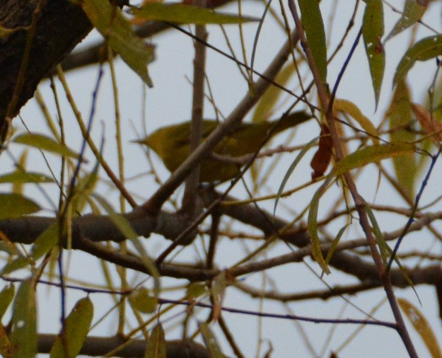 Yellow Warbler - "Chia" Cory Chiappone ⚡️