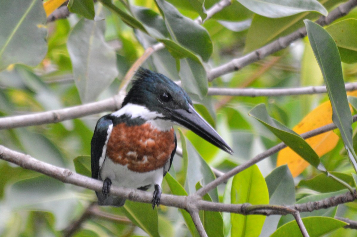 Amazon Kingfisher - Carlos Mancera (Tuxtla Birding Club)