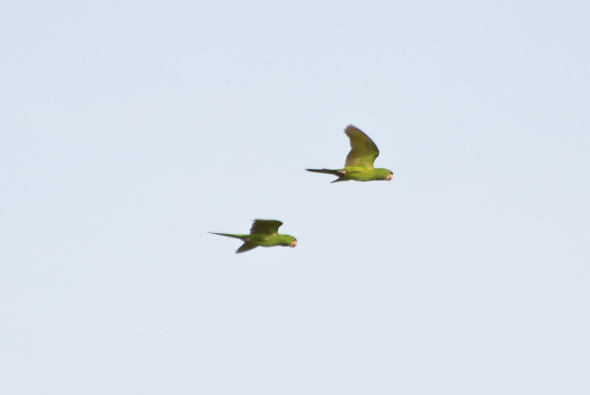 Pacific Parakeet - Orlando Jarquín