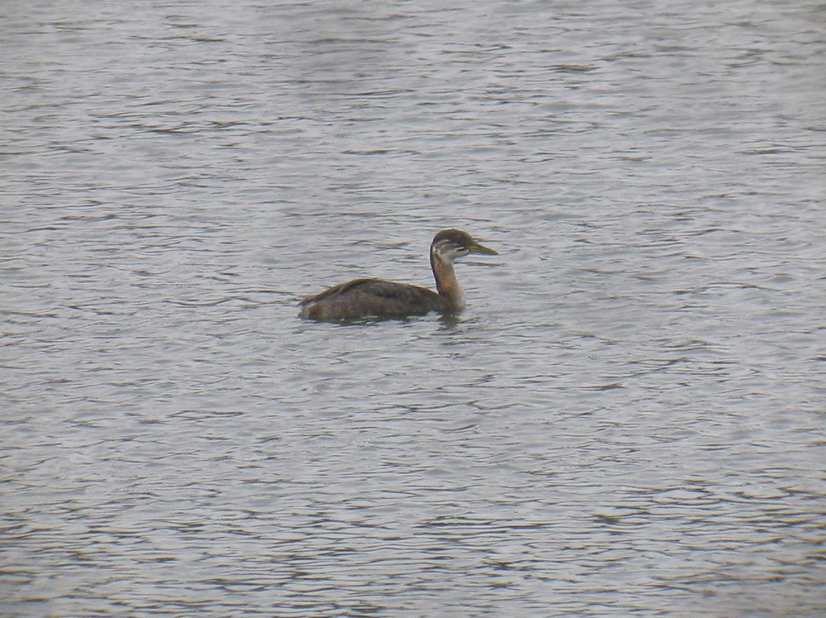 Red-necked Grebe - ML123367231