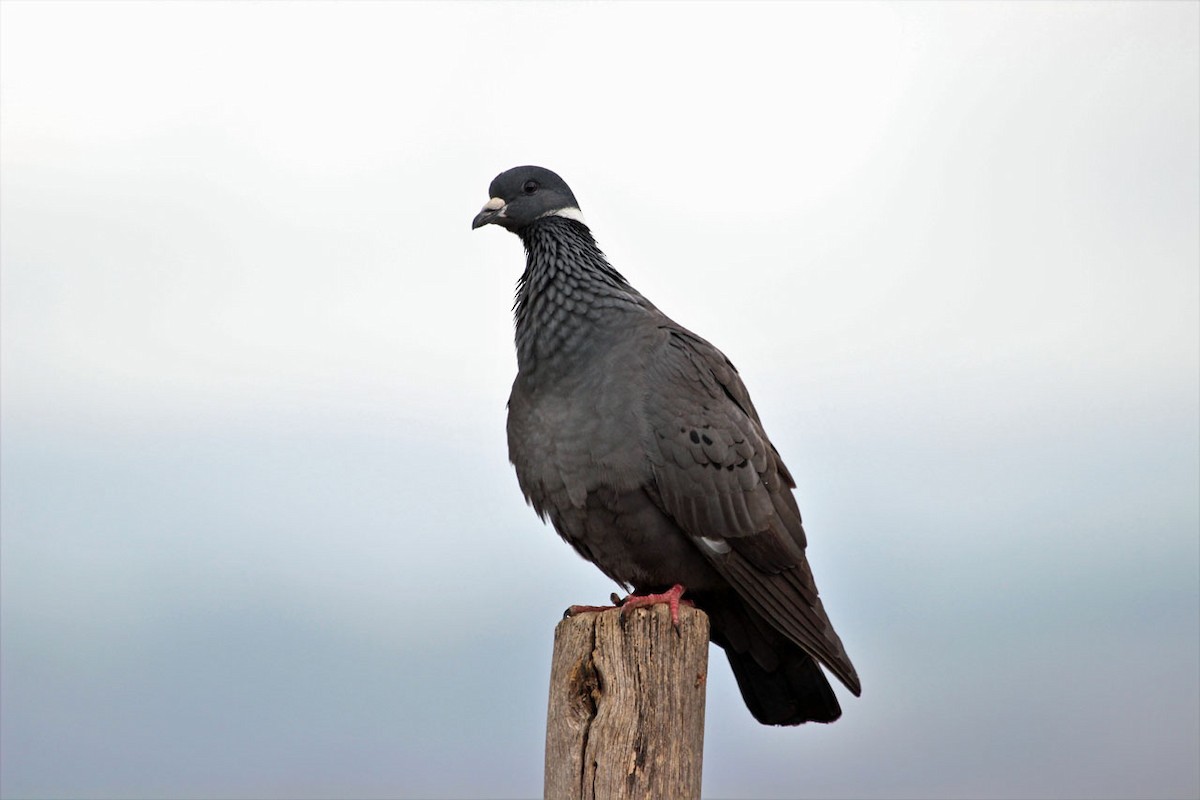 White-collared Pigeon - Justin Goldberg