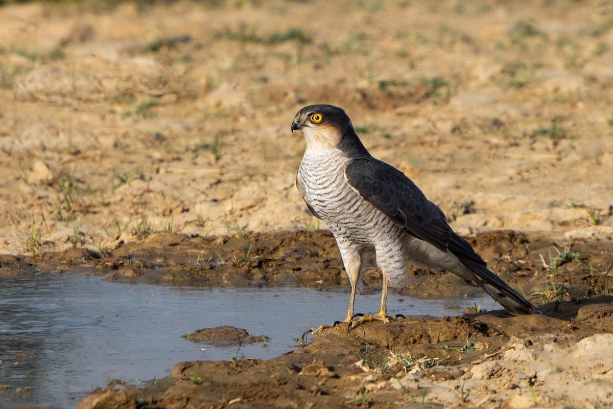 Eurasian Sparrowhawk - VIPUL SAXENA