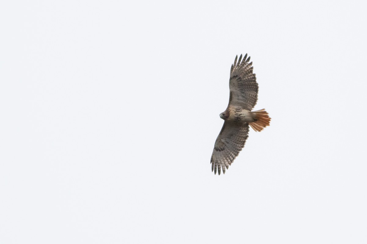 Red-tailed Hawk - ML123370331