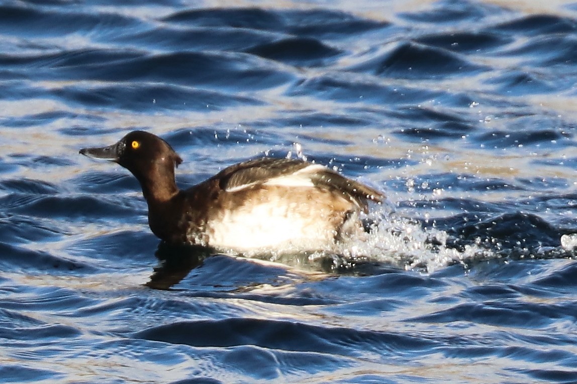 Tufted Duck - ML123374731