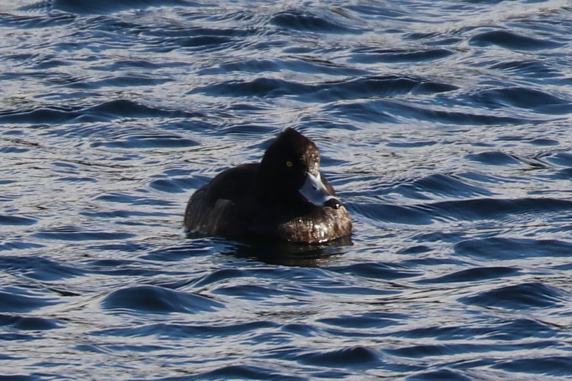 Tufted Duck - ML123374751
