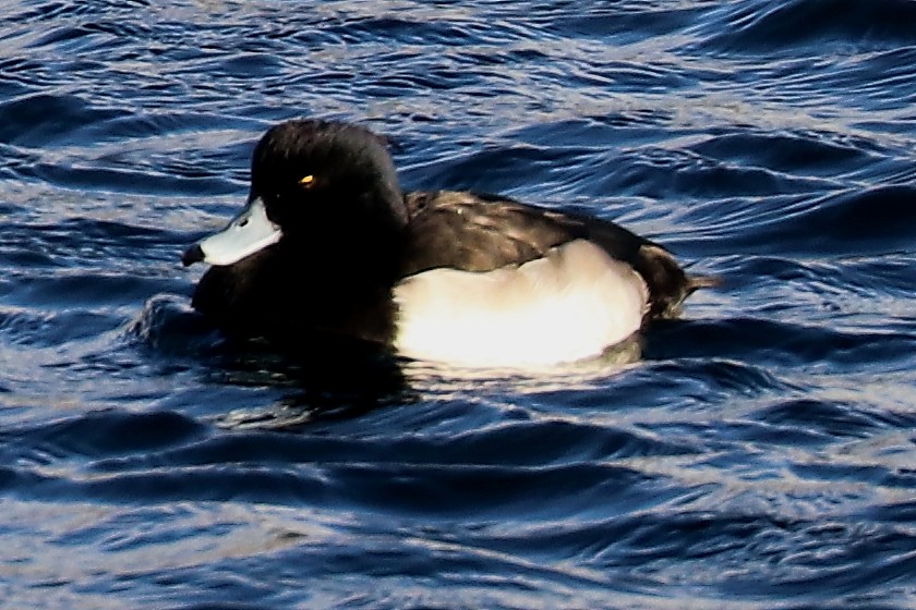 Tufted Duck - ML123374771