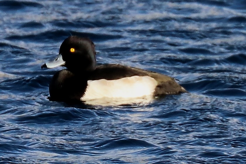 Tufted Duck - ML123374791