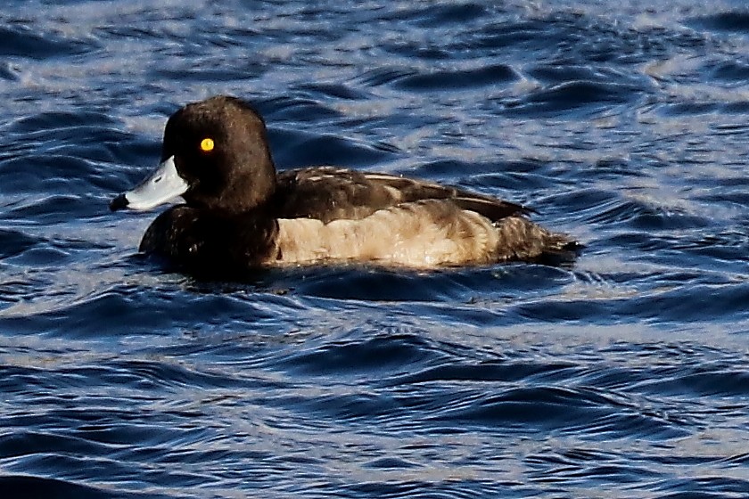 Tufted Duck - ML123374801