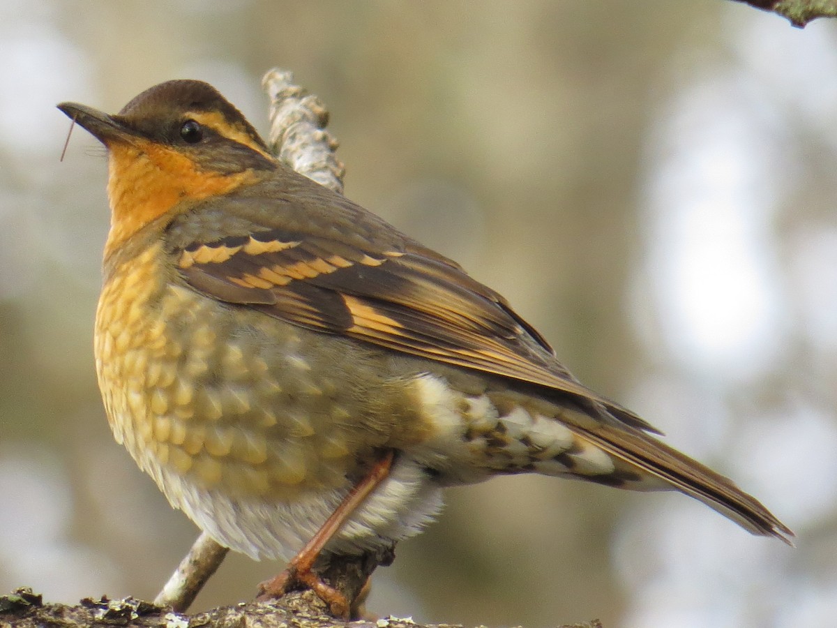 Varied Thrush - Mike Coulson