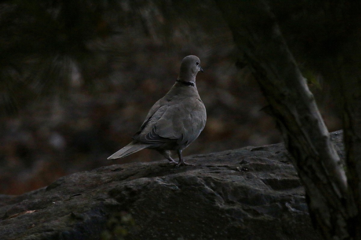 Eurasian Collared-Dove - ML123376151