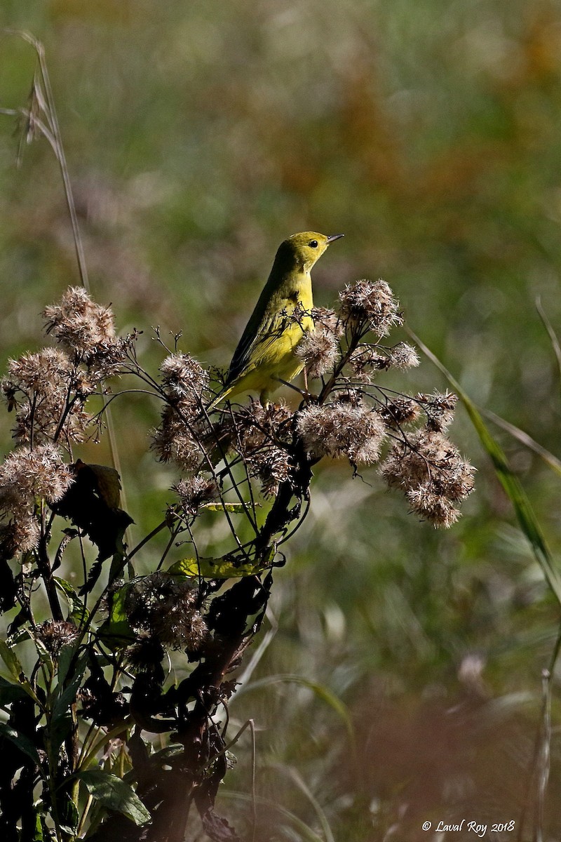 Yellow Warbler (Northern) - Laval Roy