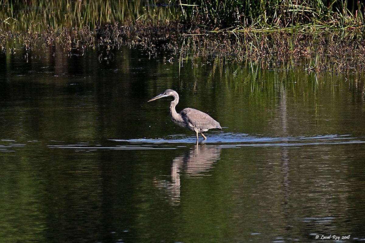 Great Blue Heron - Laval Roy