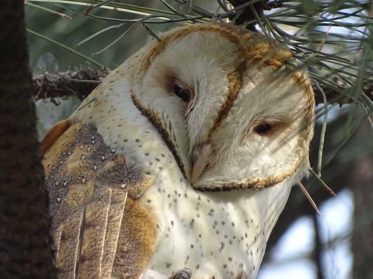 Barn Owl (American) - Shey Claflin