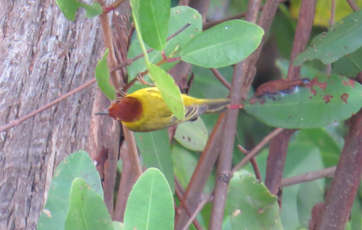 Yellow Warbler (Mangrove) - Mike Coulson