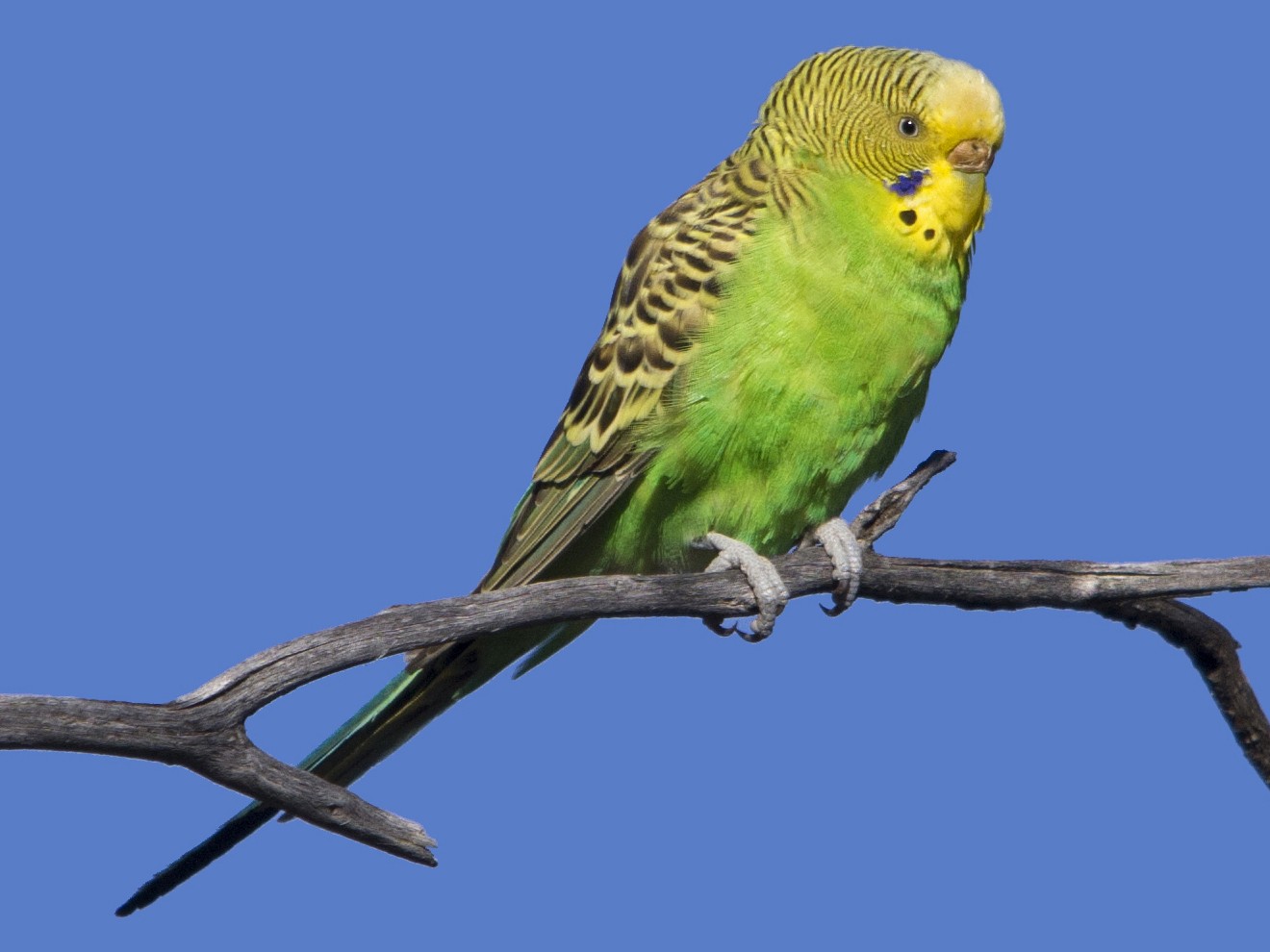 Птица Chrysanthemum budgerigar