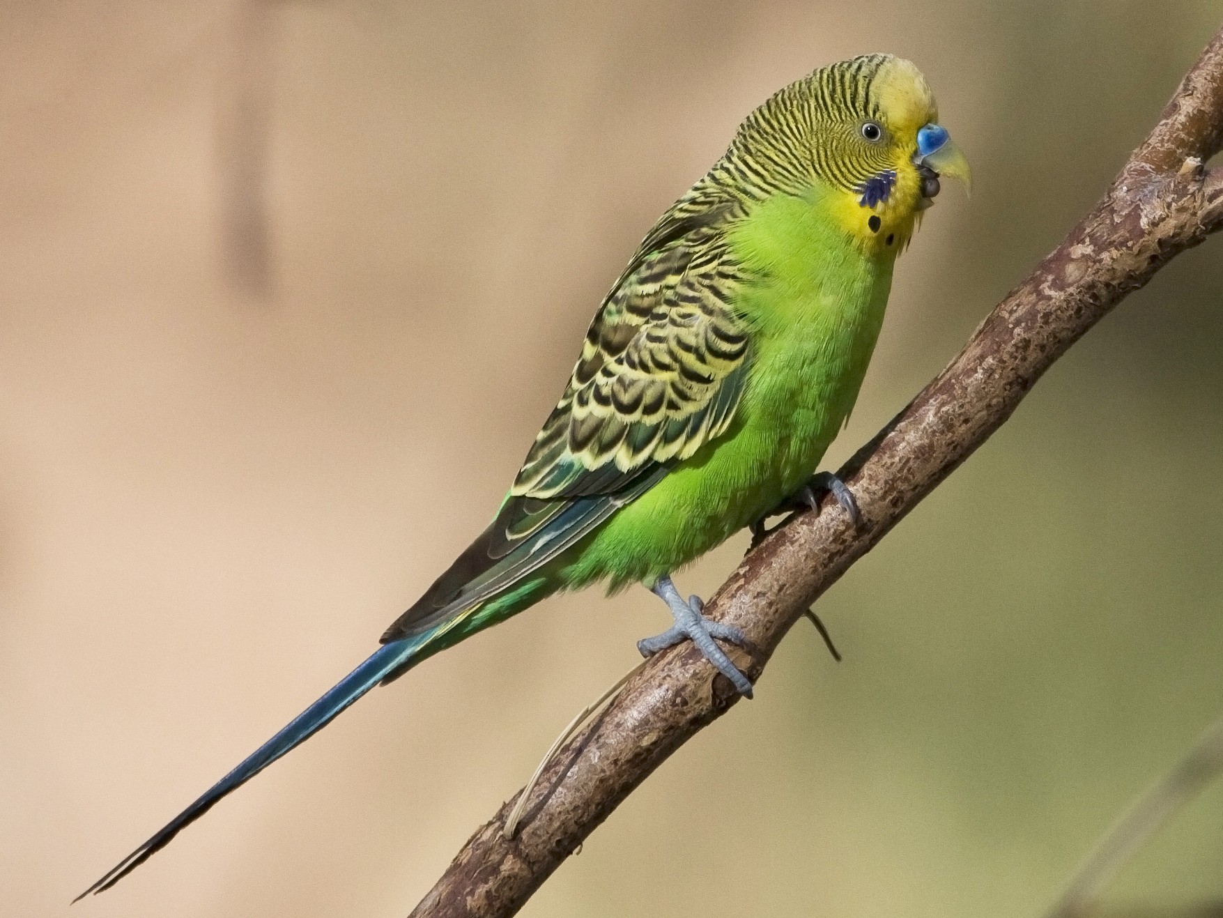 Periquito Pico Oscuro - eBird