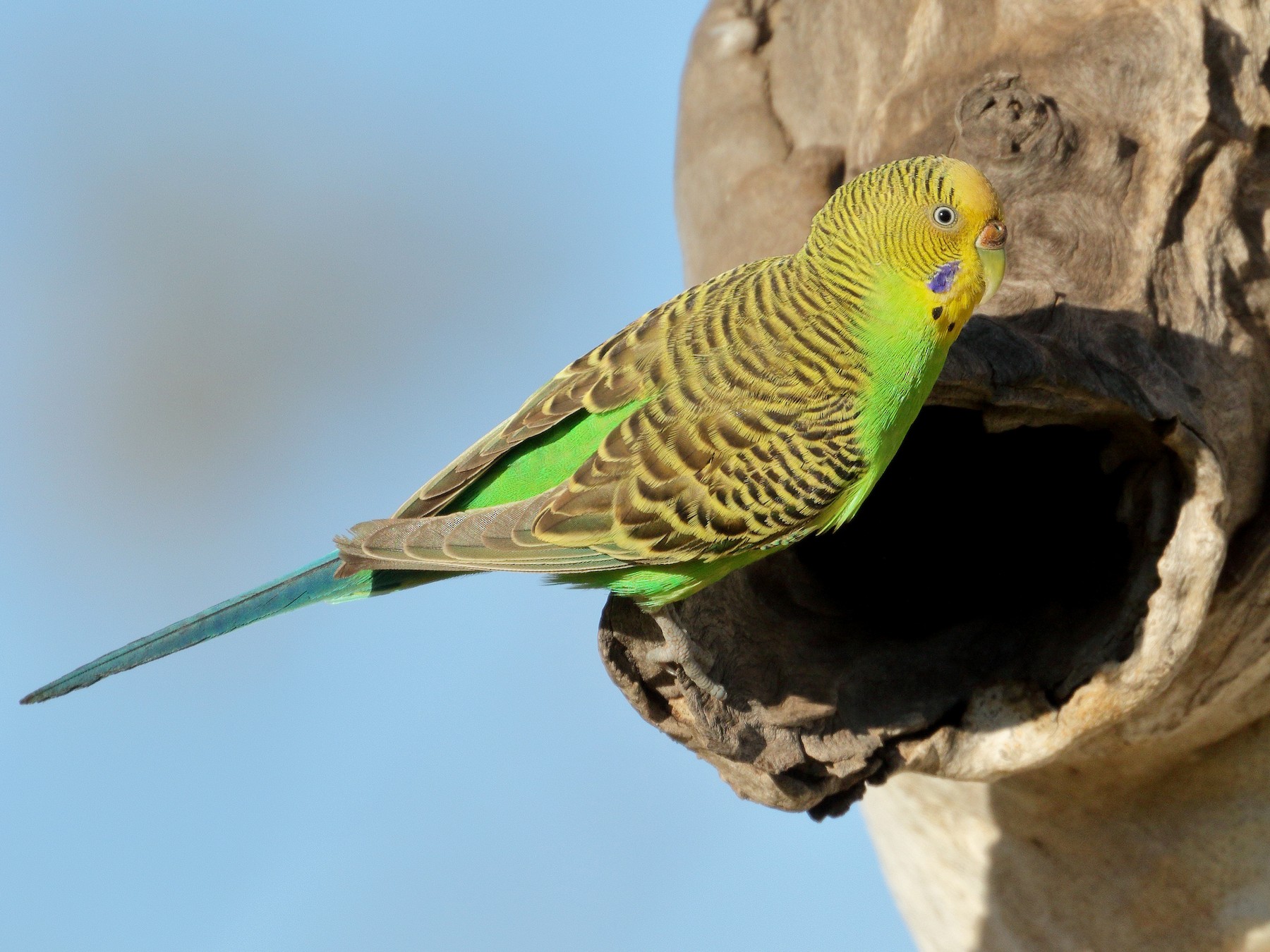 Budgerigar - Leslie George