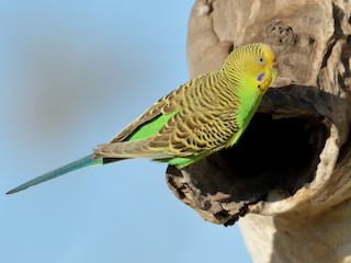 セキセイインコ - eBird