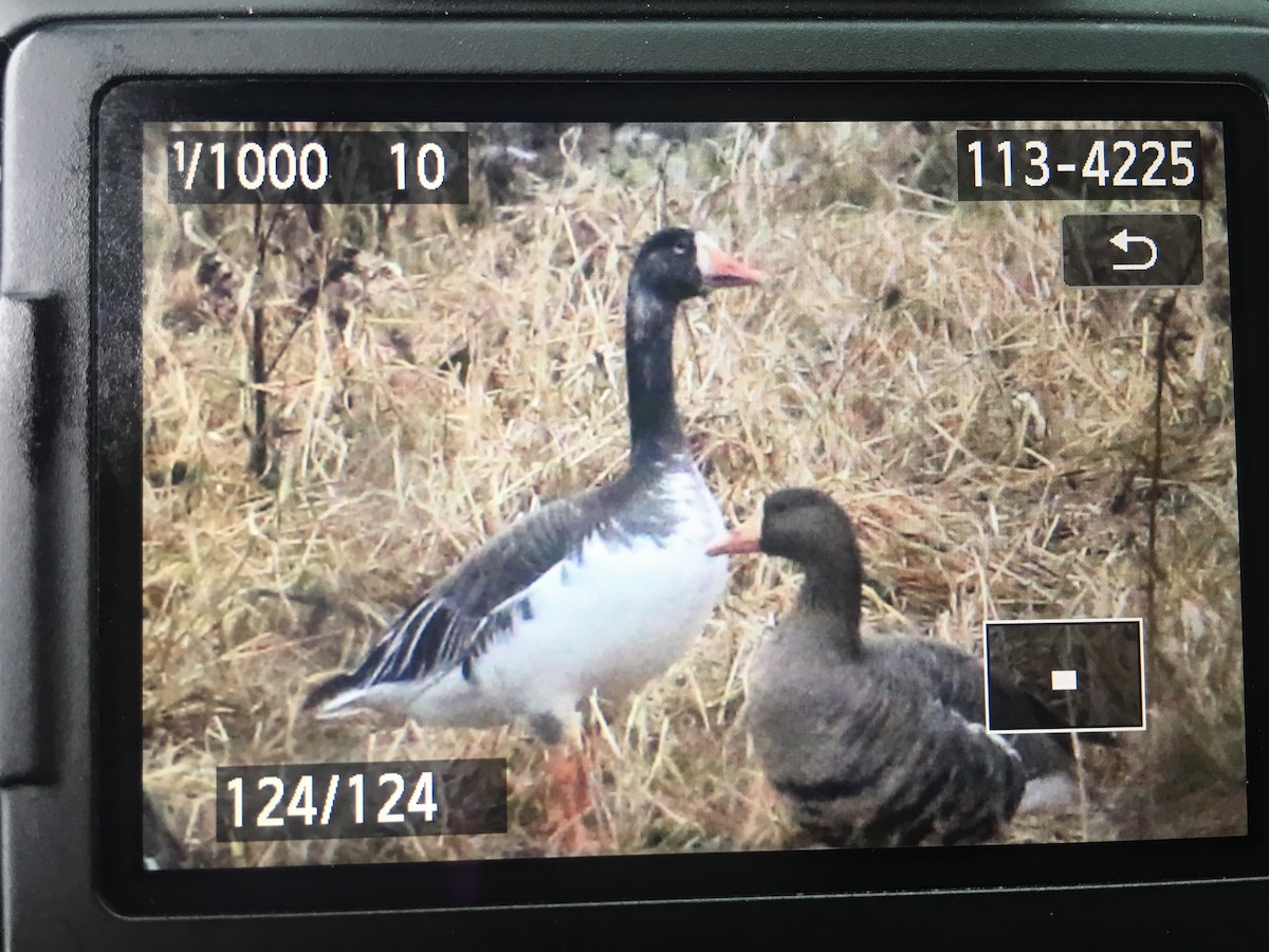 Snow x Greater White-fronted Goose (hybrid) - ML123380251