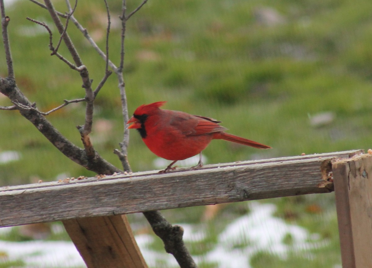 Cardinal rouge - ML123382581