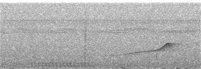 Светлобрюхий тиранн-плакса - ML123385321