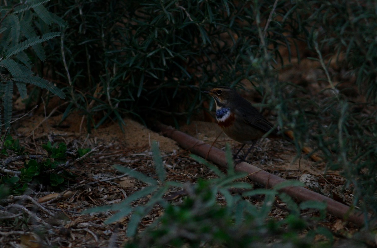 Bluethroat (Red-spotted) - ML123385461