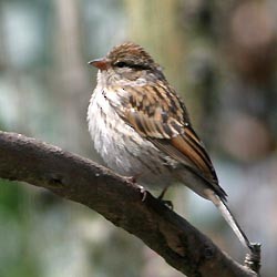 Chipping Sparrow - Don Roberson